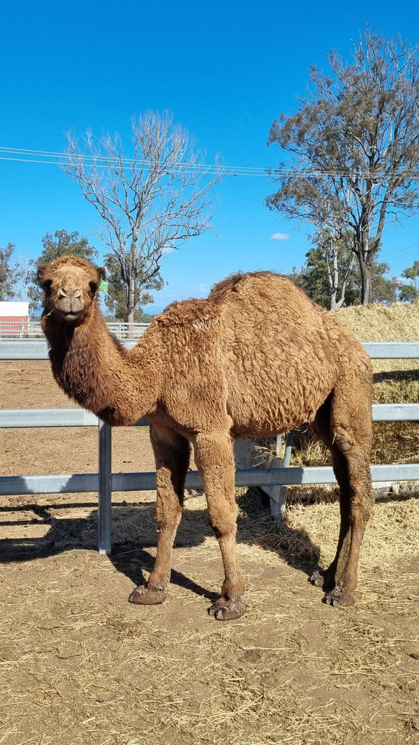 Riley Jnr (GRM5) SOLD - Summer Land Camels