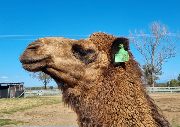 Riley Jnr (GRM5) SOLD - Summer Land Camels