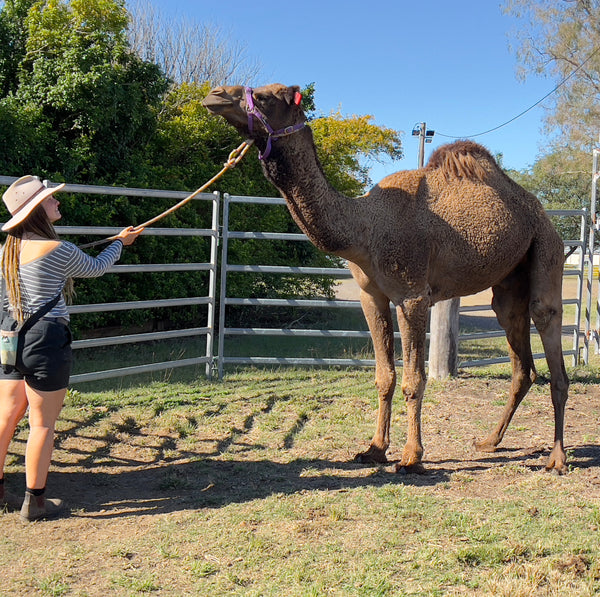 RM105 SOLD - Summer Land Camels