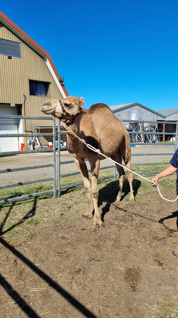 RM106 SOLD - Summer Land Camels