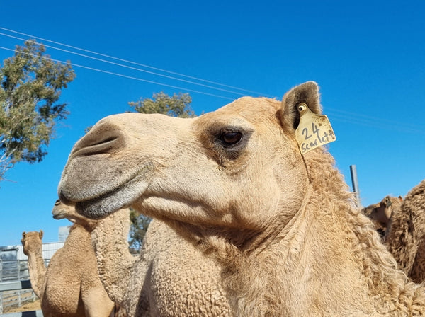 Scarlett (24) SOLD - Summer Land Camels