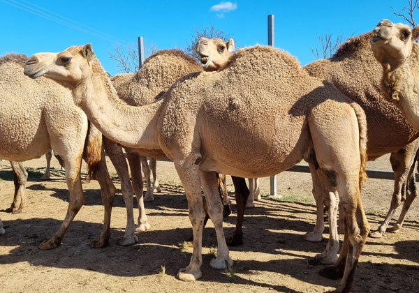 Scarlett (24) SOLD - Summer Land Camels