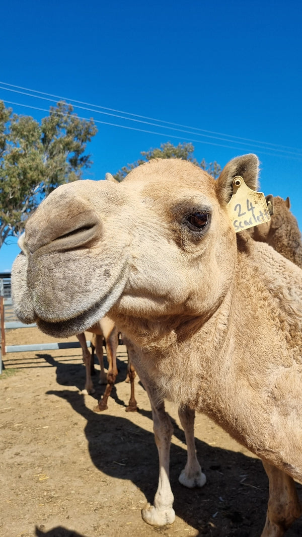 Scarlett (24) SOLD - Summer Land Camels
