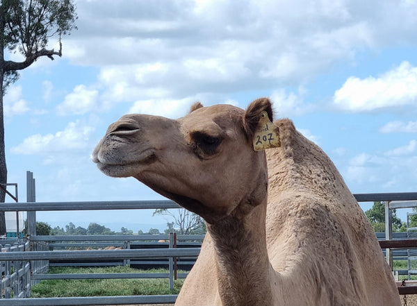 Sid (207) SOLD - Summer Land Camels