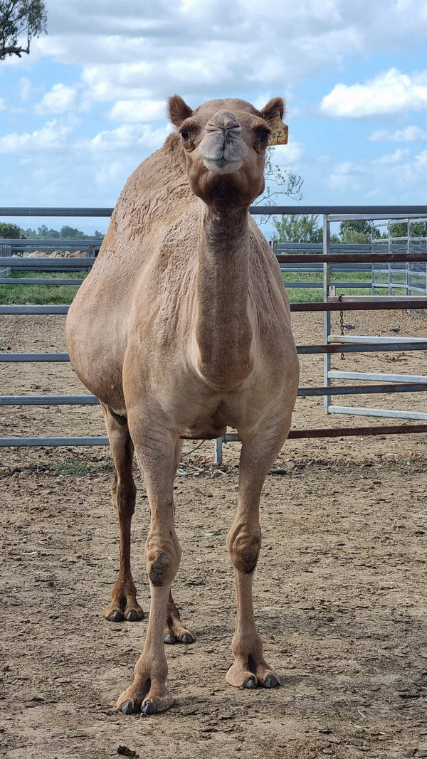 Sid (207) SOLD - Summer Land Camels