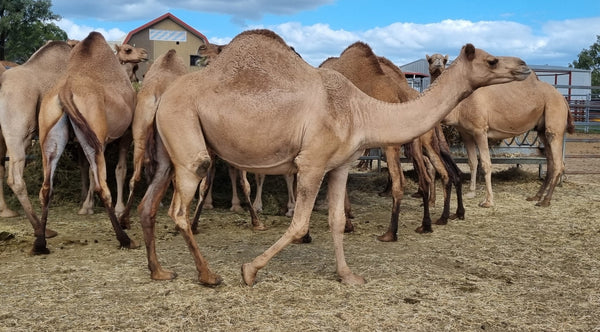 Sid (207) SOLD - Summer Land Camels