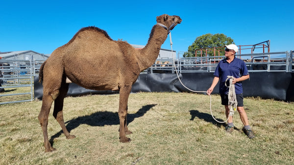 Syd (RM8) SOLD - Summer Land Camels