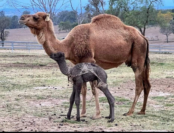 Tali (8) SOLD - Summer Land Camels