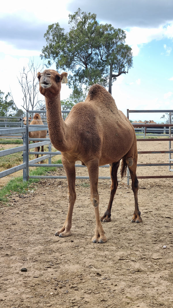 Tali (8) SOLD - Summer Land Camels
