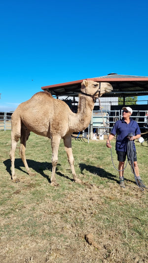 * Twiggy (RM7) - Summer Land Camels