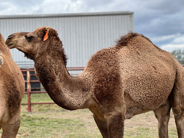 Will (OM33) SOLD - Summer Land Camels