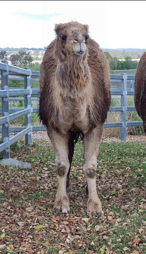 * Woolly Mammoth (356) - Summer Land Camels