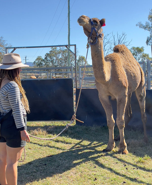 Yasaar (RM17) SOLD - Summer Land Camels