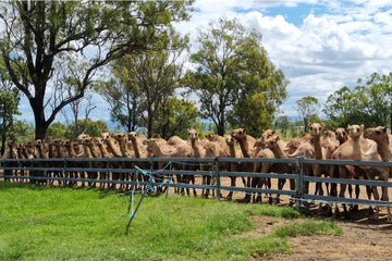 Low-Stress Stock Handling: The Key to Happy Camels and High-Quality Camel Milk