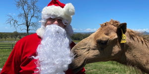 Get into the Christmas Spirit with Summer Land Camels!
