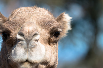 Camel Myths Busted