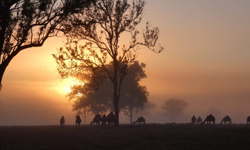 Summer Land Camels' Commitment to Reducing Environmental Impact