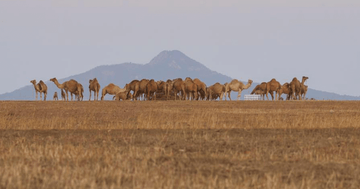 All About Summer Land Camels - Summer Land Camels