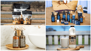 Anti-Inflammatory Properties of Camel Milk - Summer Land Camels
