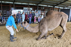 Cameleer Tales - Summer Land Camels