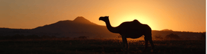 Carmel - A Poem - Summer Land Camels