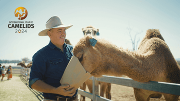 Celebrating the Year of Camelids 2024 with Summer Land Camels - Summer Land Camels