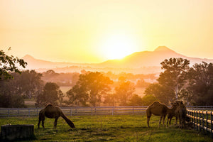 Excellence in Agriculture Award goes to Summer Land Camels - Summer Land Camels