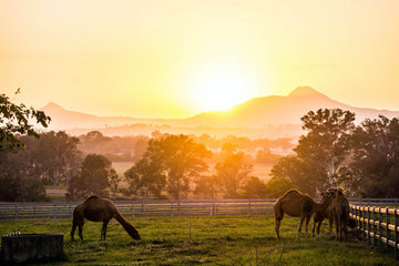 Excellence in Agriculture Award goes to Summer Land Camels - Summer Land Camels
