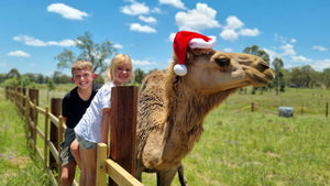Owning a Camel: A Unique Journey with Summer Land Camels - Summer Land Camels