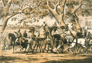 The Unsung Heroes: Camels in the Burke and Wills Expedition - Summer Land Camels