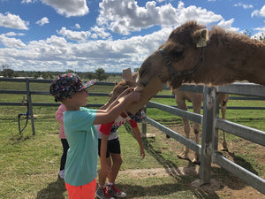 Things To Do These School Holidays: Summer Land Camels And The Surrounding Area - Summer Land Camels