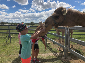 Things To Do These School Holidays: Summer Land Camels And The Surrounding Area - Summer Land Camels