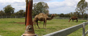 We Will Remember Them - Summer Land Camels