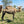 * Mrs Camel (129)