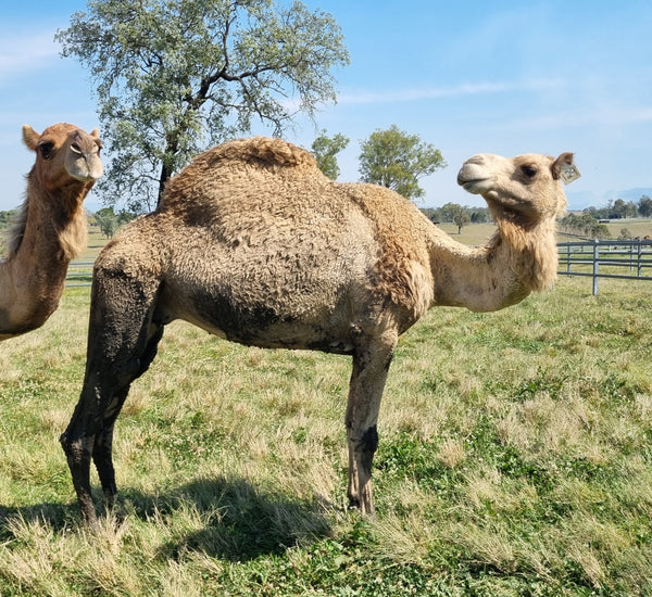 * Mrs Camel (129)