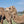 * Woolly Mammoth (356)