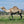 * Mrs Camel (129)