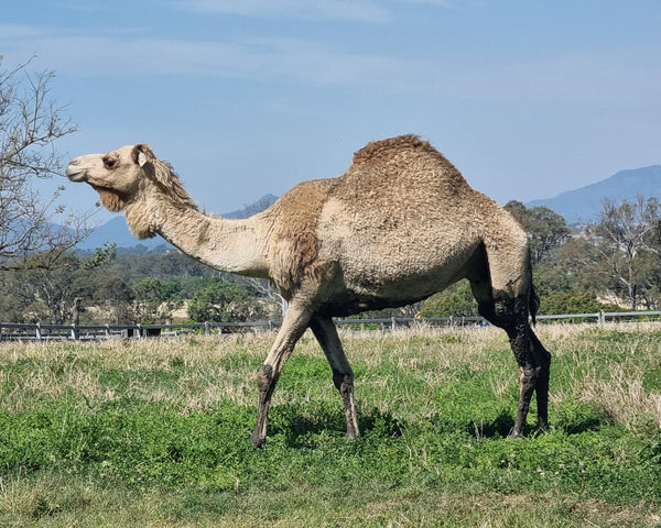 * Mrs Camel (129)