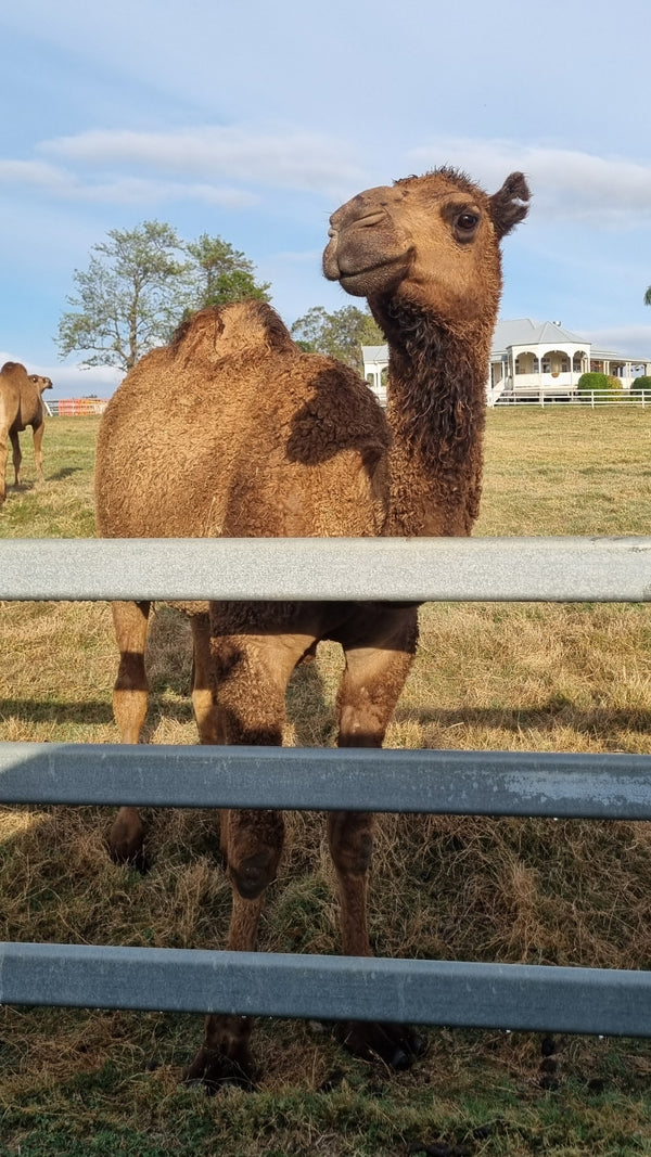 * Ernie (GRM23)