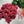 Camel Mince