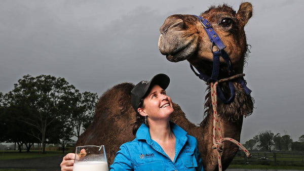Camel Milk news and media