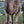 * Woolly Mammoth (356)
