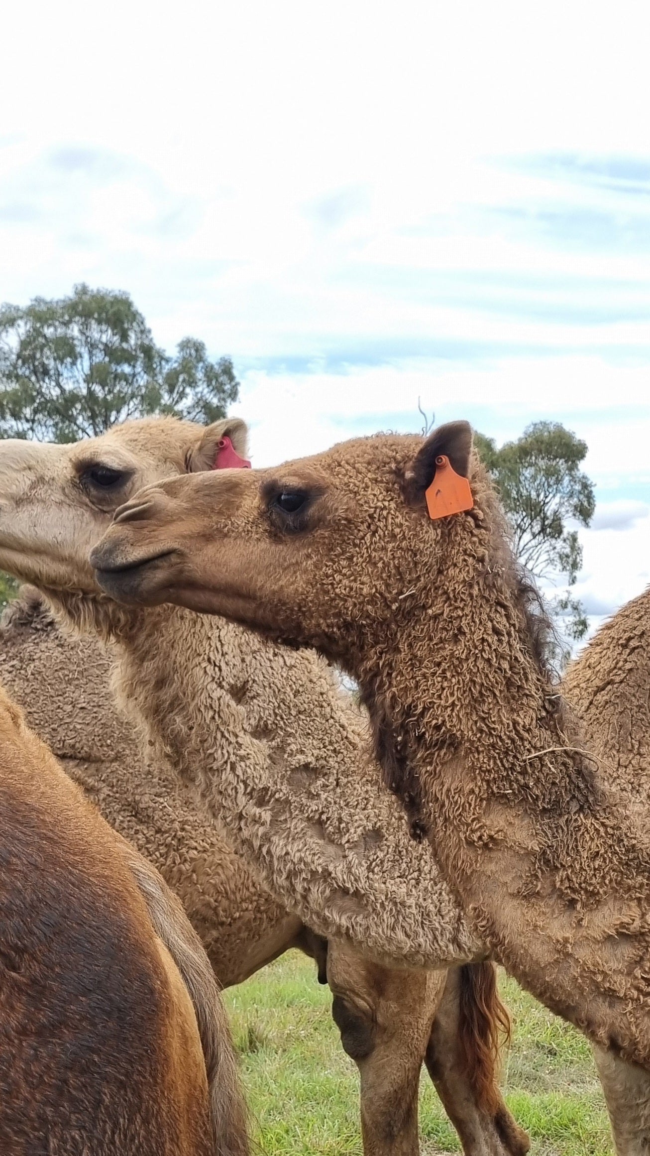 * Ashanti (OF41) - Summer Land Camels