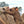 * Ashanti (OF41) - Summer Land Camels
