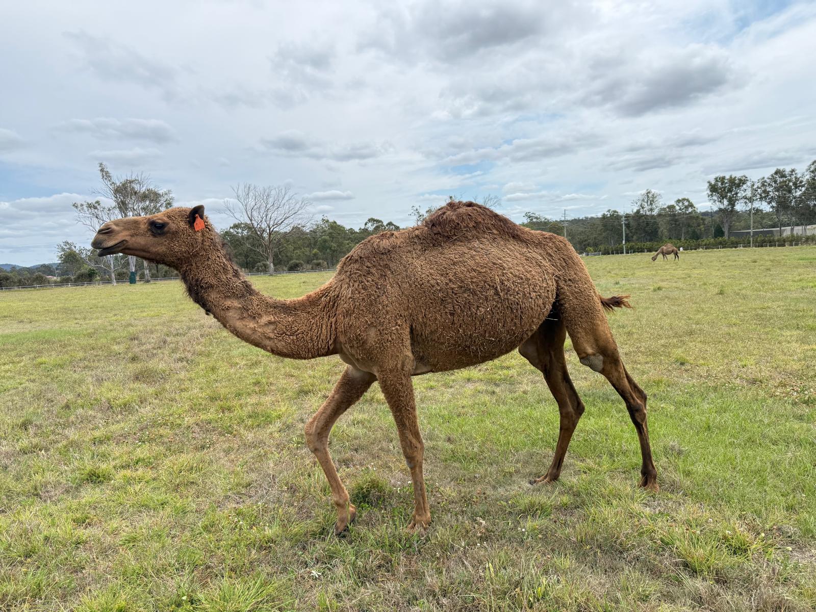 * Ashanti (OF41) - Summer Land Camels