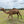 * Ashanti (OF41) - Summer Land Camels