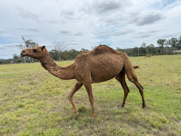 * Ashanti (OF41) - Summer Land Camels