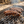 BBQ Camel Sausages - Summer Land Camels