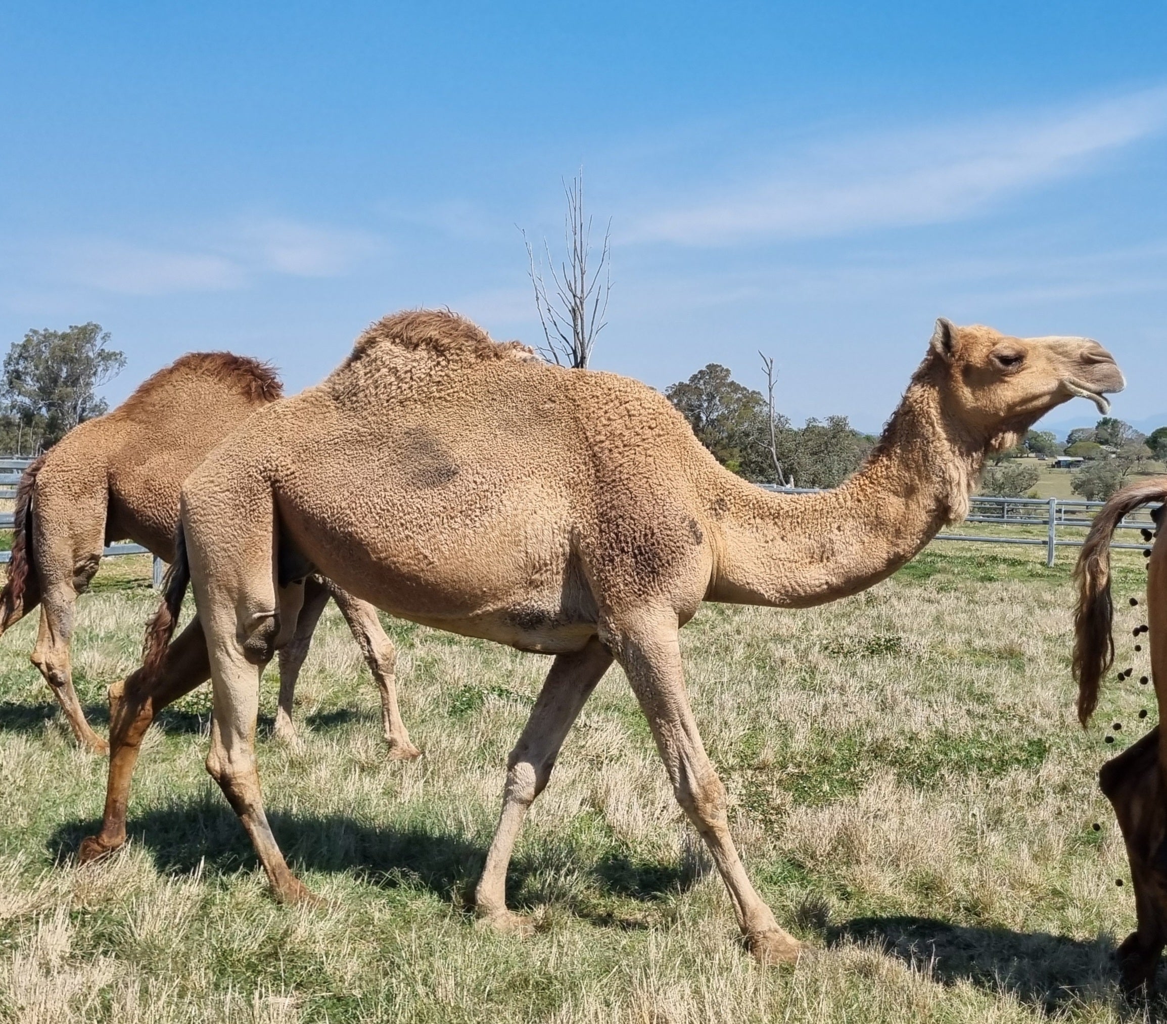 * Brown Light (120) - Summer Land Camels
