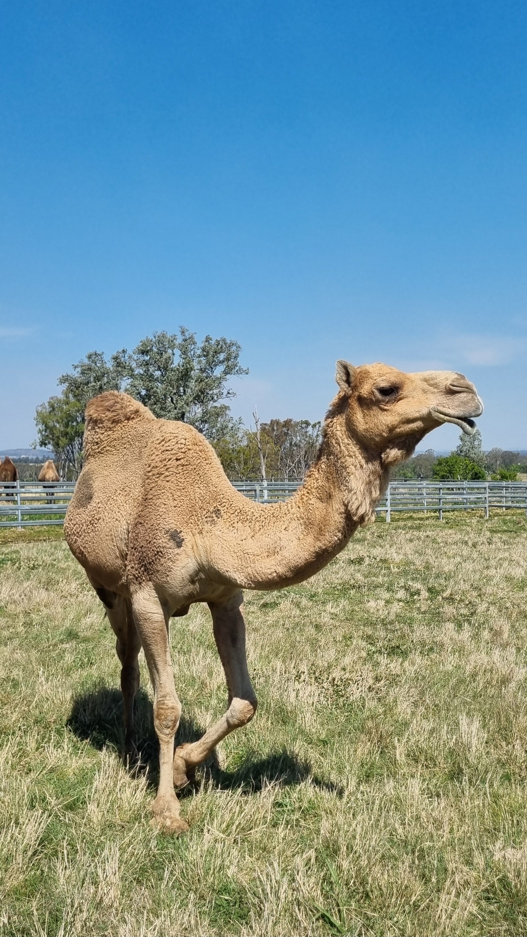 * Brown Light (120) - Summer Land Camels